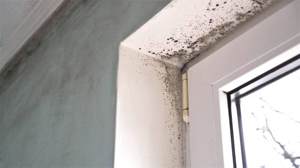 Best Office Mold Removal Services  in Loop, PA
