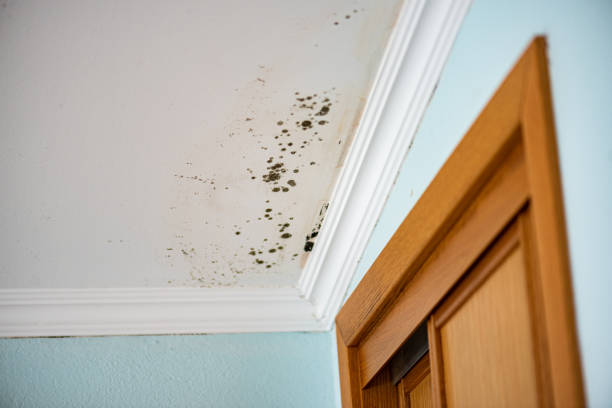 Best Emergency Mold Removal  in Loop, PA