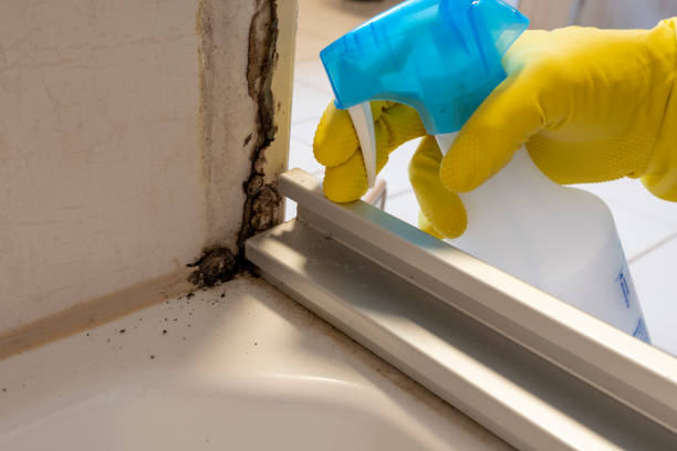 Best Fast Mold Removal  in Loop, PA