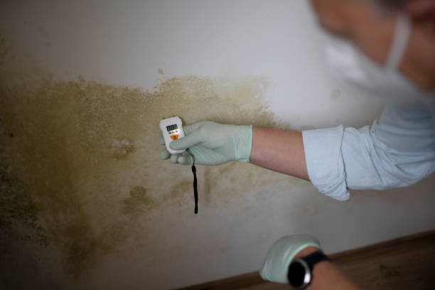 Best Local Mold Removal Service  in Loop, PA
