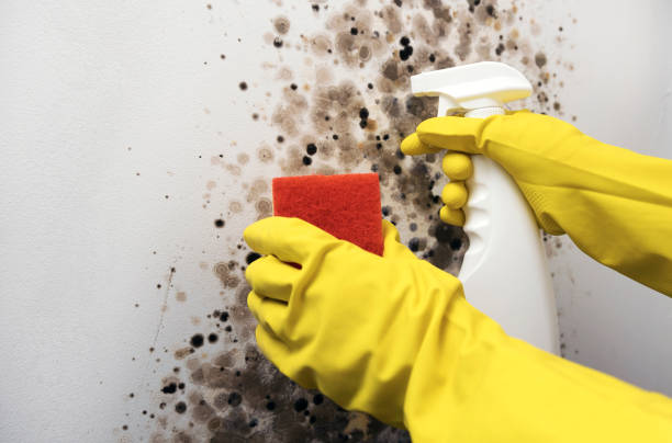 Mold Testing and Removal in Loop, PA