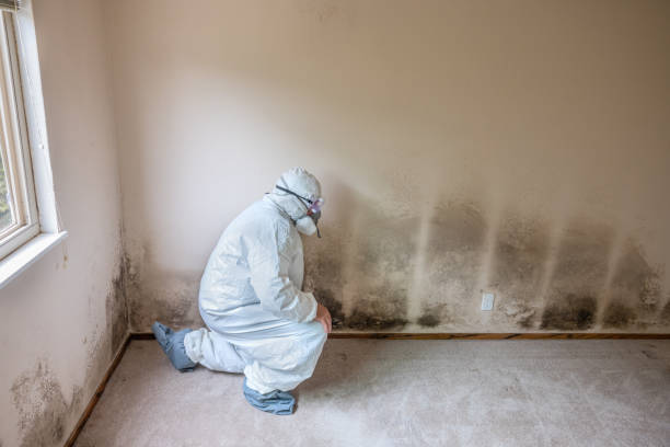 Best Mold Damage Repair  in Loop, PA