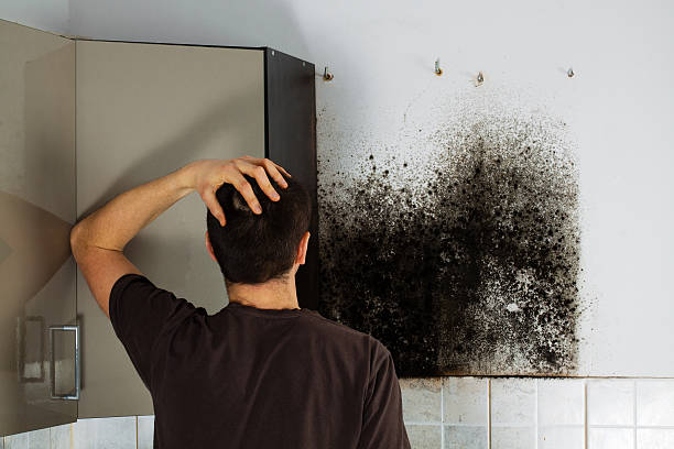Best Office Mold Removal Services  in Loop, PA