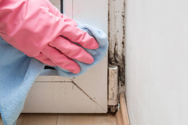 Best Crawl Space Mold Removal  in Loop, PA