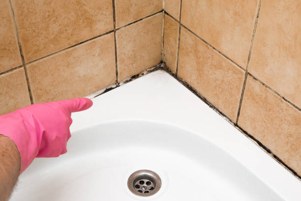 Best Same-Day Mold Removal  in Loop, PA
